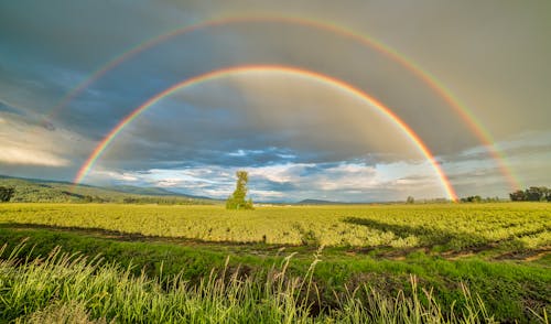 Crop Field Under Rainbow and Cloudy Skies at Dayime