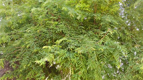 Free stock photo of nature life Stock Photo