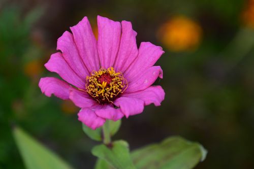 Free Close-up of a vibrant pink zinnia flower in full bloom against a natural background. Stock Photo