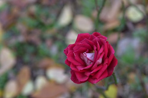 бесплатная Бесплатное стоковое фото с гибридная чайная роза, красный цветок, крупный план Стоковое фото