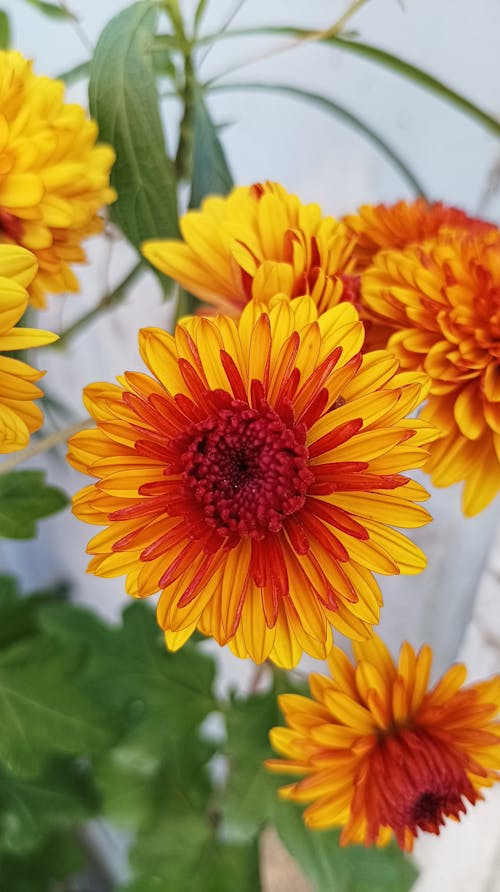 Free Gerbera Flowers in Bloom Stock Photo