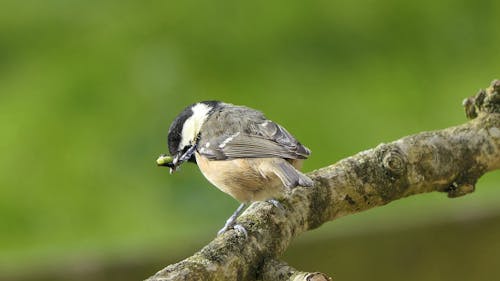 Coal Tit with flys and caterpillar in its beak on a branch in a tree in the UK