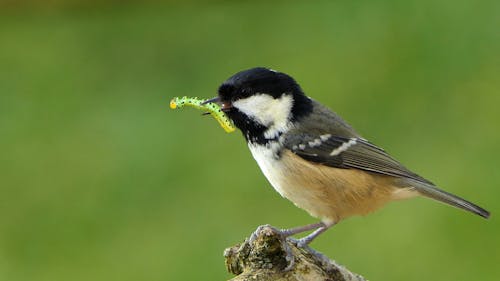 Coal Tit with flys and caterpillar in its beak on a branch in a tree in the UK