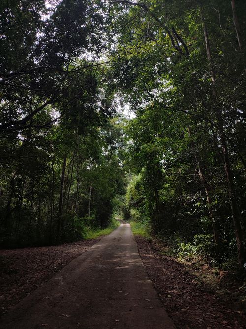 Free Peaceful rural road surrounded by dense forest foliage, perfect for nature exploration. Stock Photo