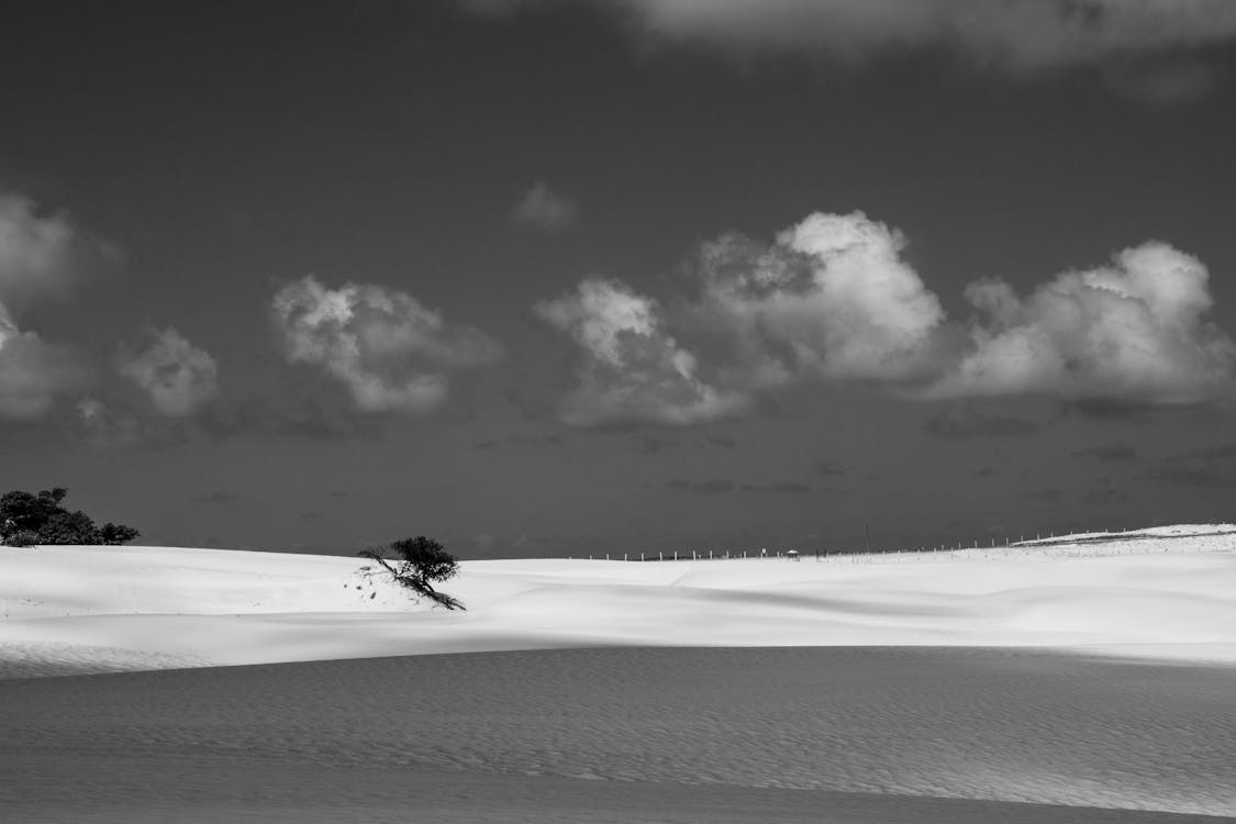 Gratis stockfoto met areia, árvore, boom