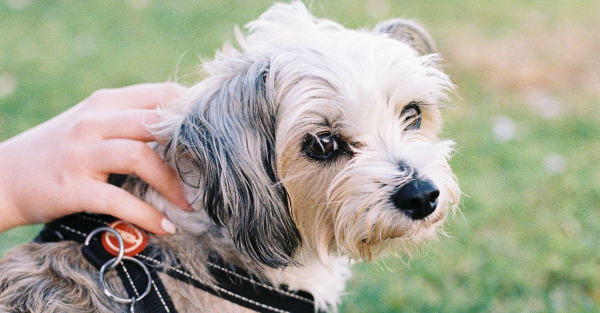 How Much Does It Cost To Own A Dog In Sydney: First-Year Expenses