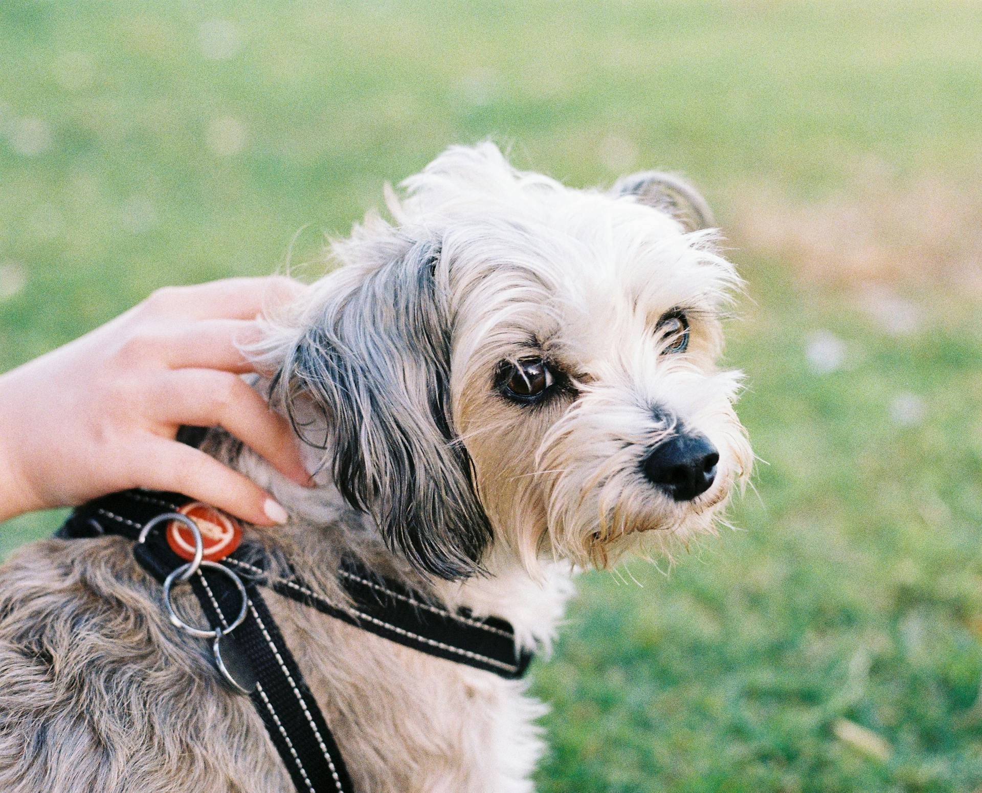 Närbild av en kvinna som smeker en liten hund