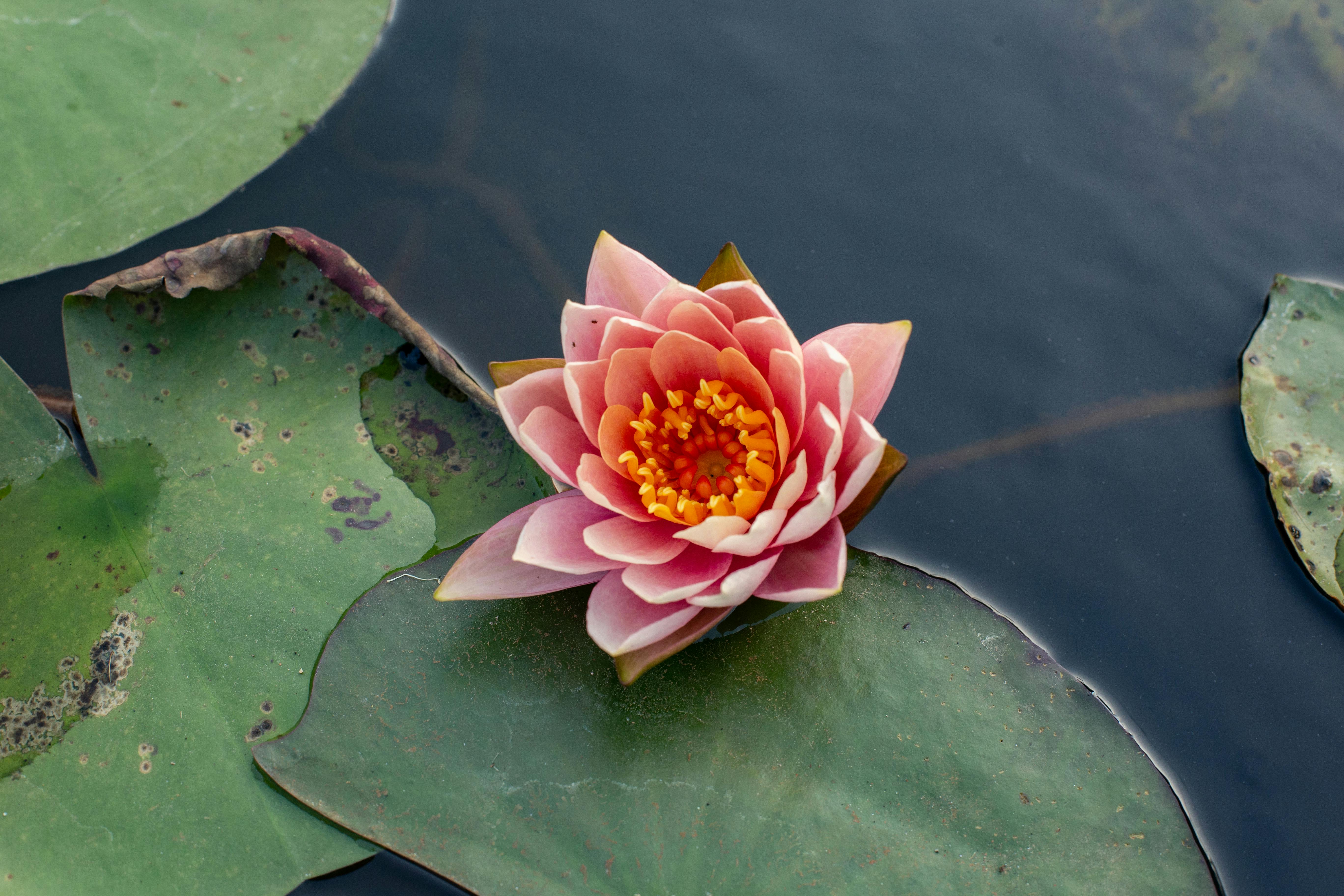 Genomas completos de nenúfares revelam segredos da evolução das primeiras plantas com flores