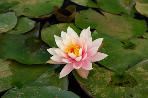 Water Lilies and Flower