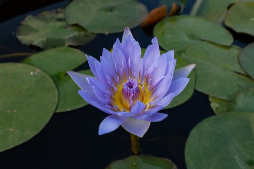 Free Serene close-up of a purple water lily blossoming among green leaves on a calm pond. Stock Photo