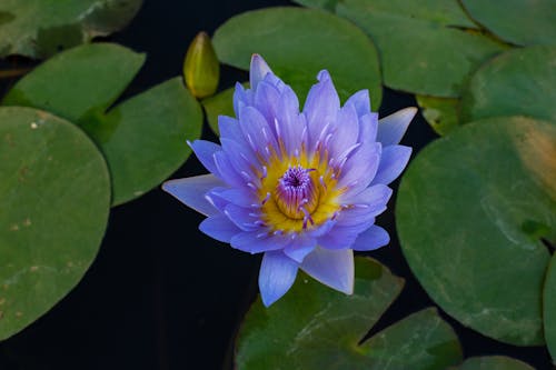 Бесплатное стоковое фото с nelumbo nucifera, водное растение, водяная лилия