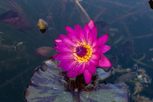 Fotos de stock gratuitas de de cerca, estanque, flor