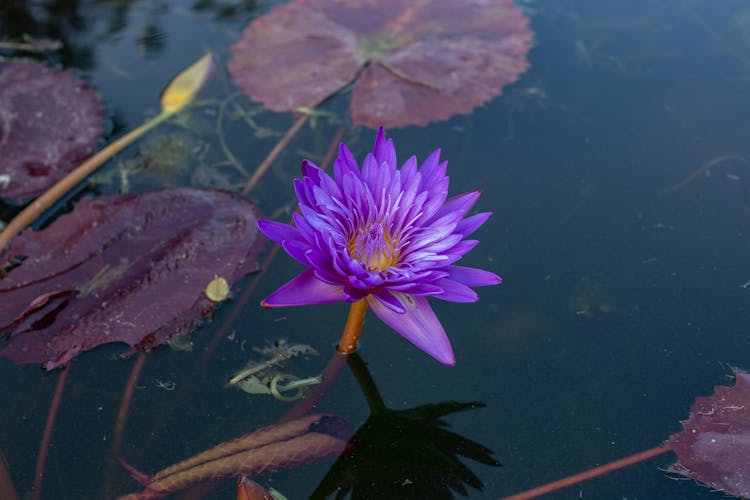 Blooming Water Lily In Lake