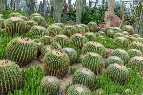Abundance of Cactus Plants