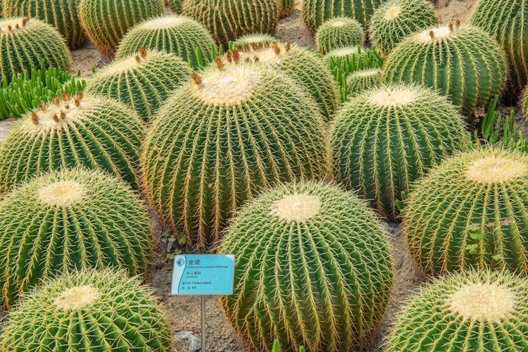 Round Cactuses In A Nursery 