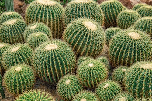 Why Cactus Recovery Is Key After Wildfire Damage