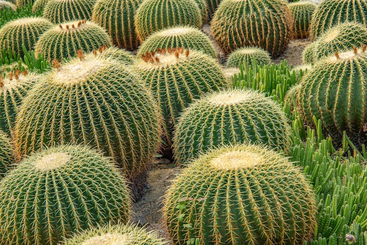 Field Of Golden Barrel Cactus