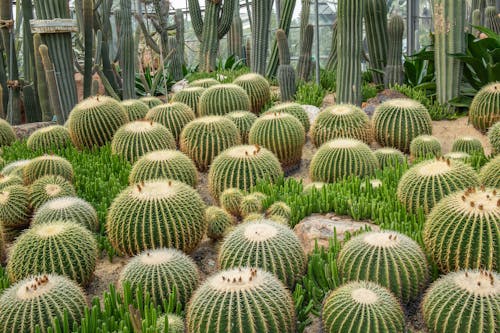 Close up of Green Cactus