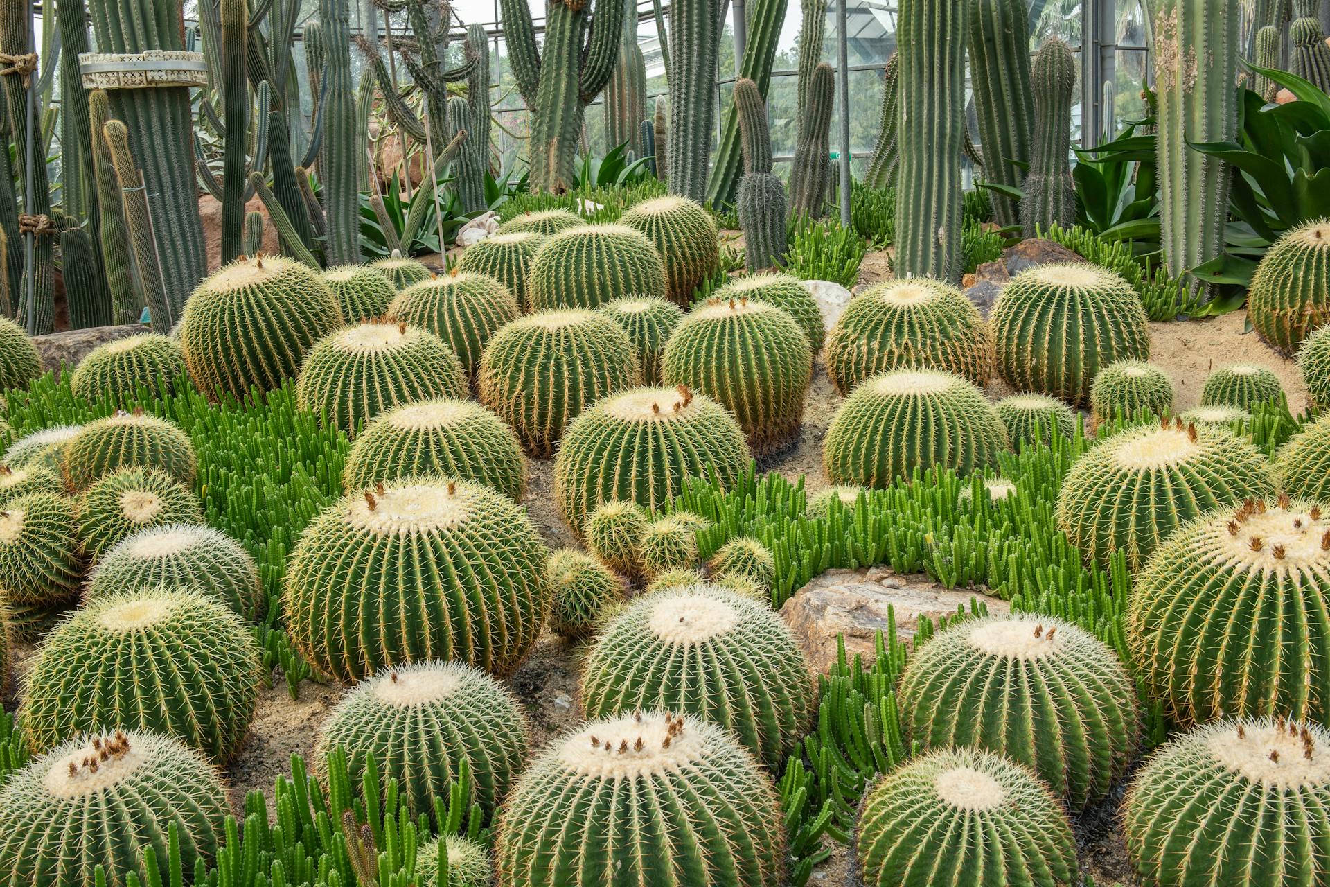 Close up of Green Cactus