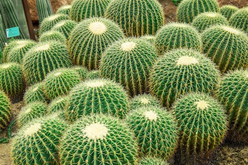 Foto d'estoc gratuïta de cactus, creixement, espigues