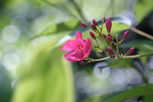 Free Detailed capture of a vibrant pink flower and buds amidst lush leaves, showcasing nature's beauty. Stock Photo