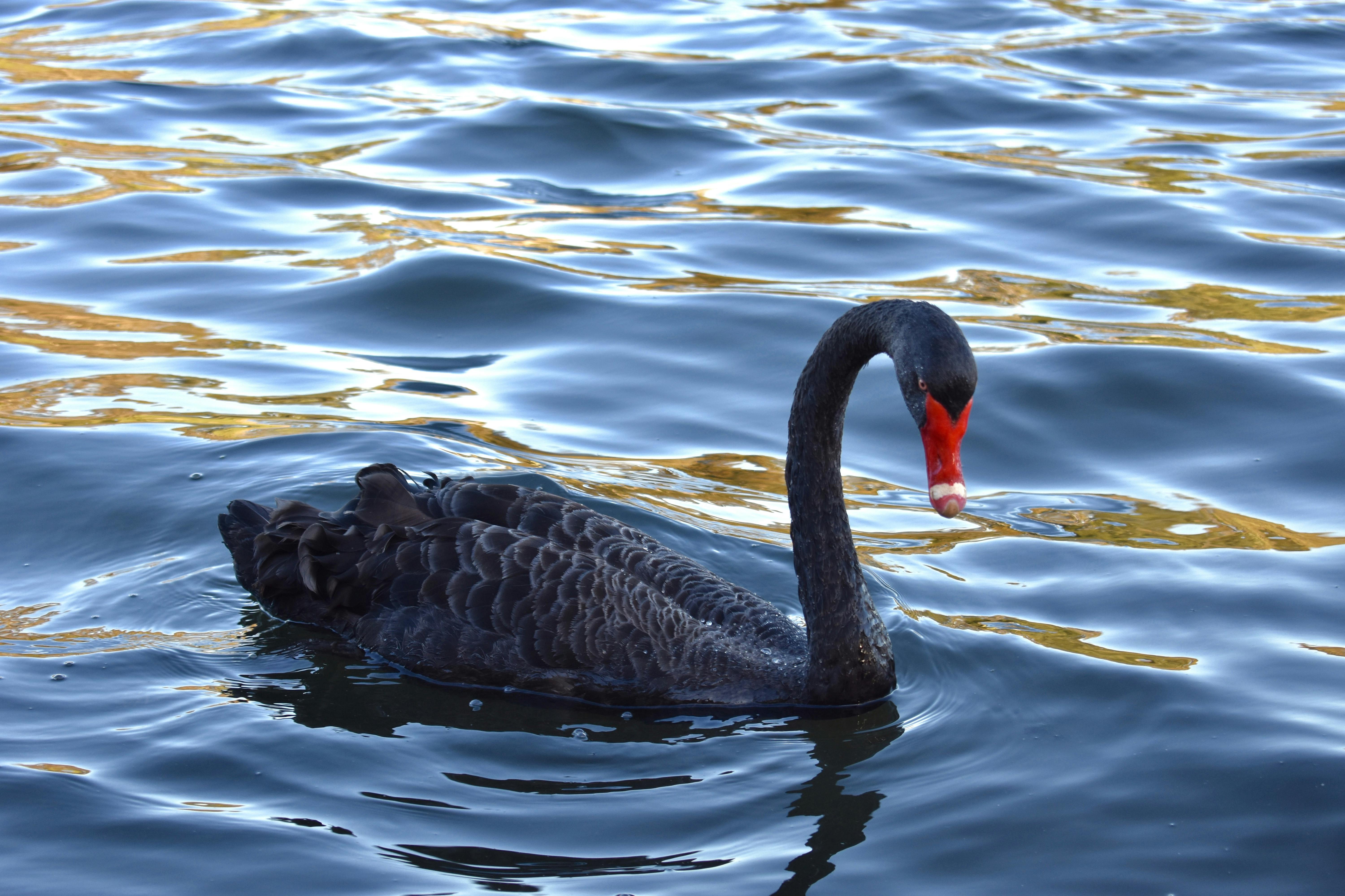 Black Swan Free Download