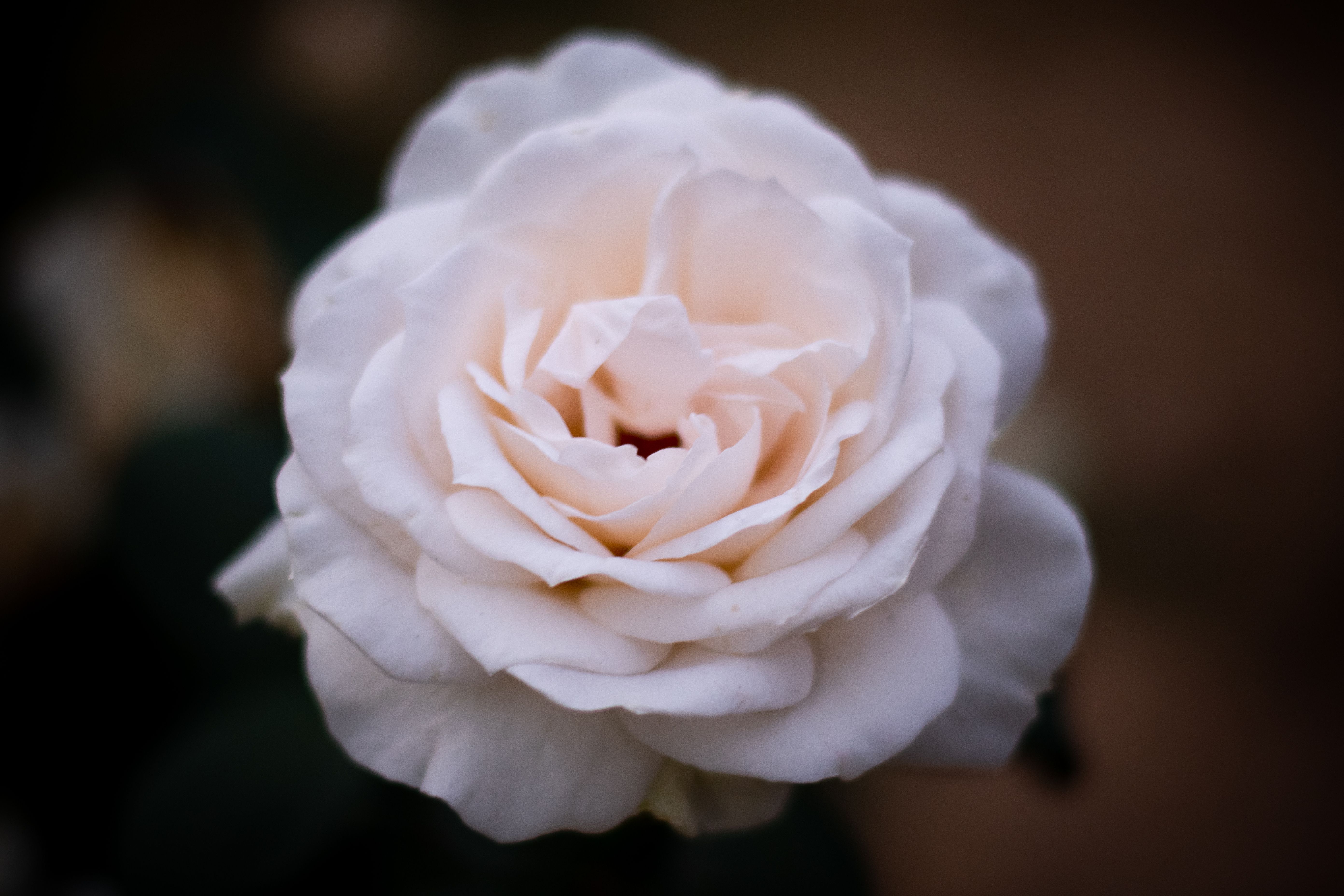 Ali Rose Photos, Download The BEST Free Ali Rose Stock Photos & HD Images