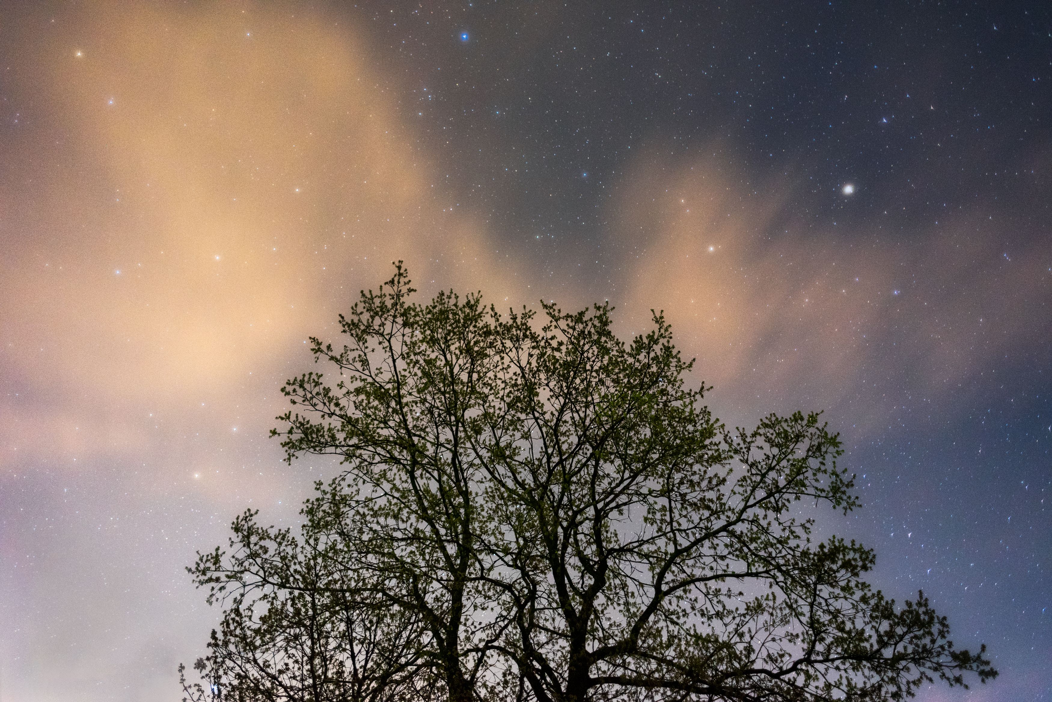 Silhouette of Tree under Starry Sky · Free Stock Photo