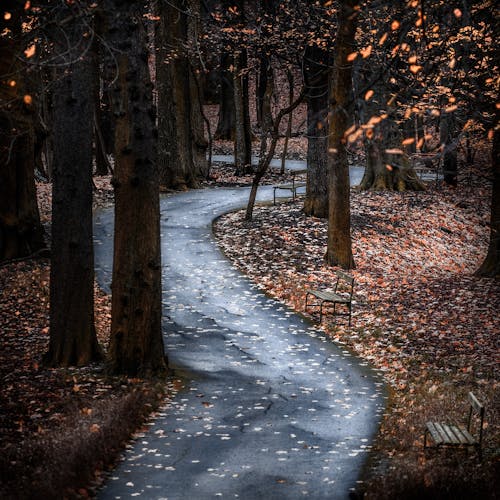 Free Photo of Pathway Surrounded By Trees Stock Photo
