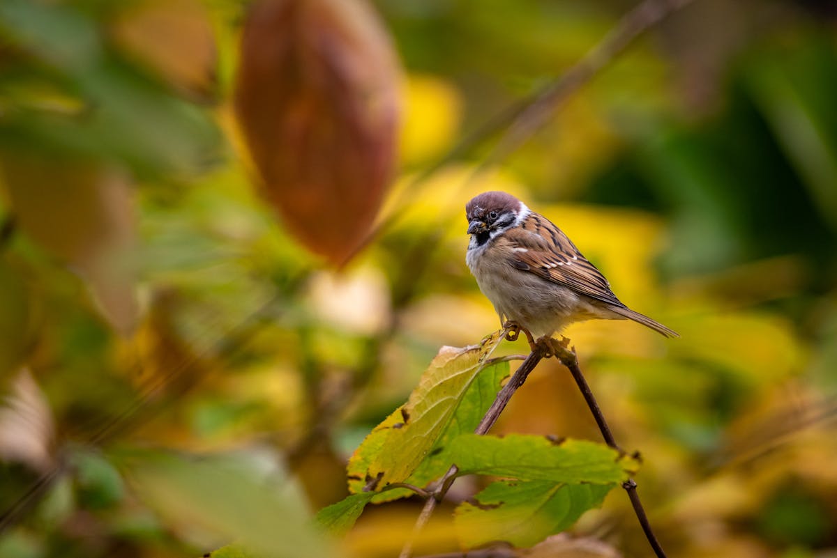 Close-up of Bird Sitting on Tree Branch in Garden