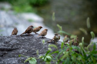 Birds Perching on a Rock 