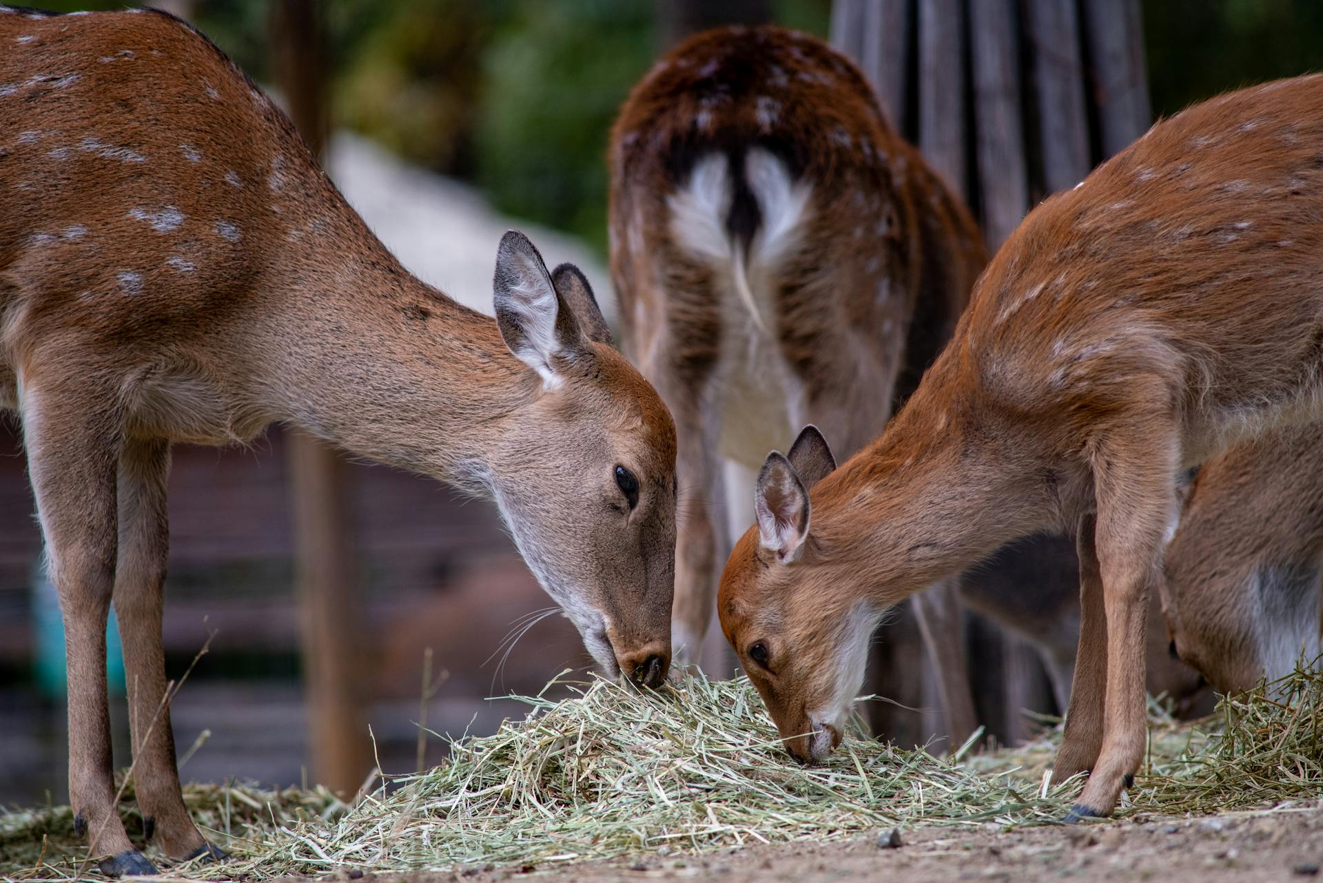 Free stock photo of animal, antler, buck