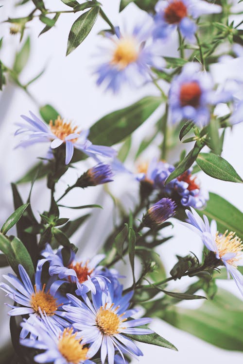 Close-up of Purple Asters 