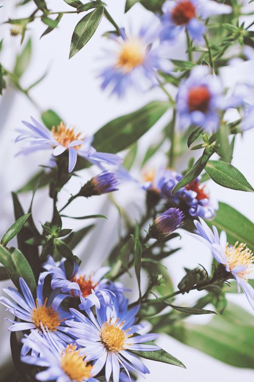 Free Close-up of delicate purple asters in bloom, showcasing fine petals and lush greenery. Stock Photo