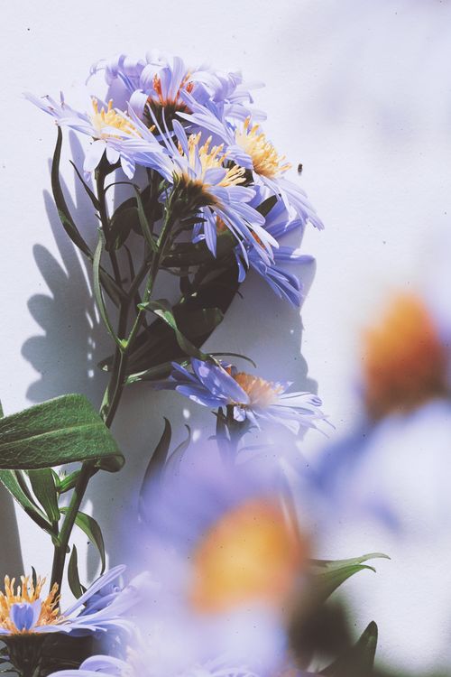 Free Delicate purple asters blooming with vibrant petals against a sunny backdrop. Stock Photo