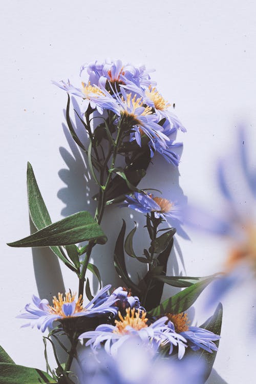 Closeup of Purple Flowers