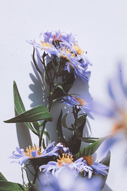 Free Close-up of purple aster flowers with green leaves in a sunlit setting. Stock Photo