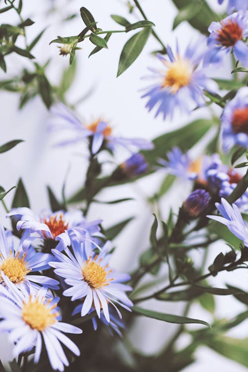 Close-up of Purple Asters