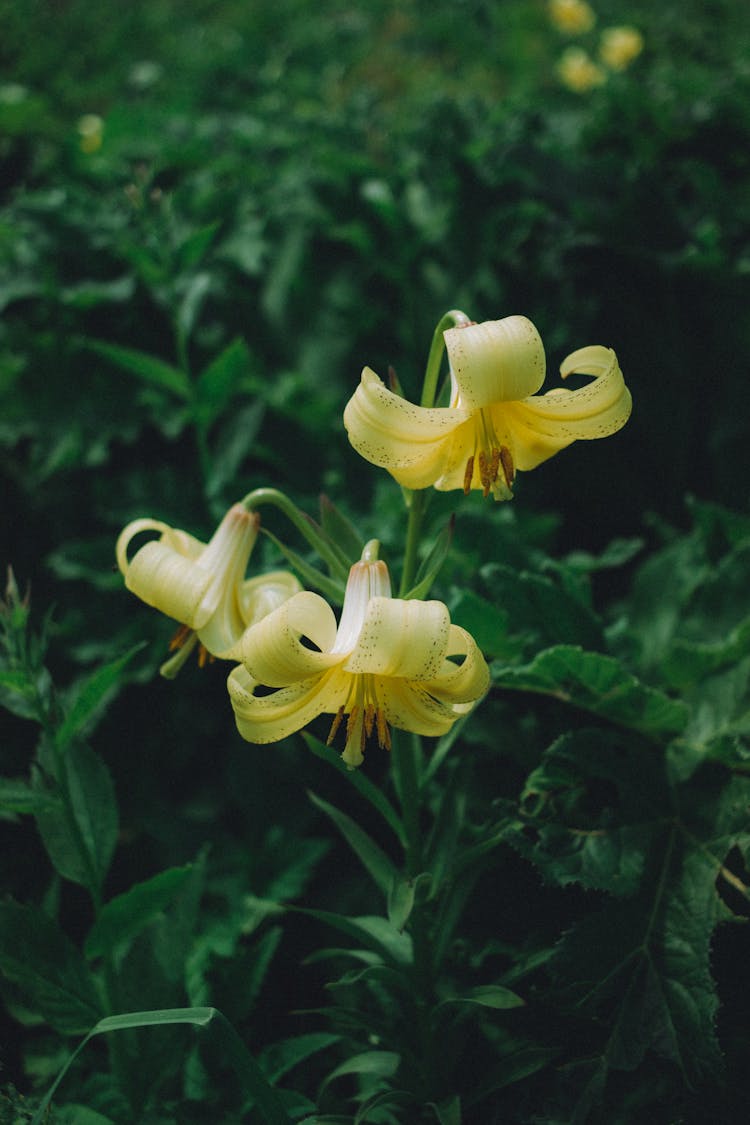 Close Up Of A Flower