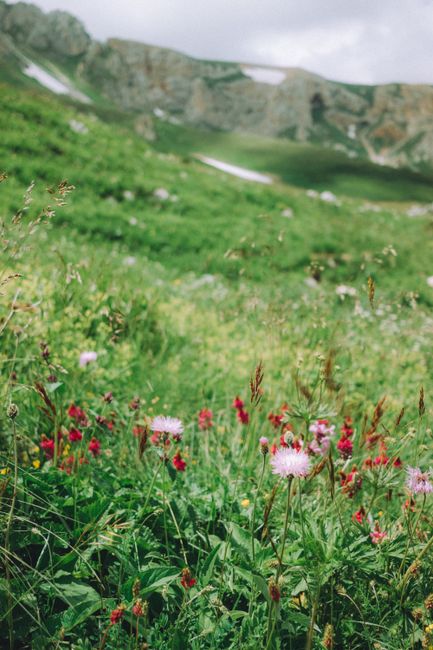 Colorful wildflowers bloom in a lush green mountainous landscape, capturing the essence of summer.
