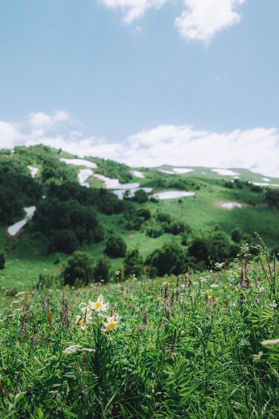 An alpine meadow of wildflowers below green snow-streaked slopes &mdash; Kris M&oslash;klebust on Pexels