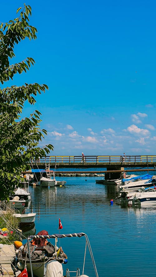 Бесплатное стоковое фото с дерево, короткий мост, люди на мосту