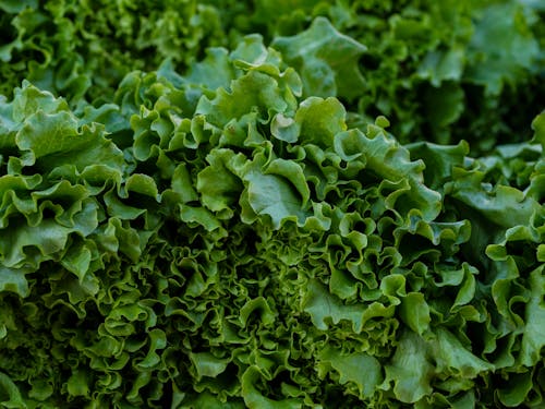 Closeup of Green Kale