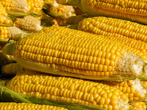 Close-up of Corn Cobs 