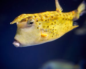 Kofferfisch