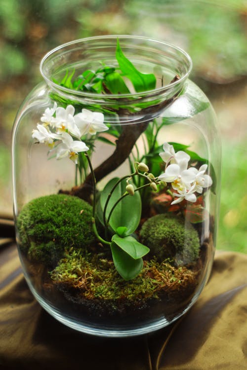 Free Clear Glass Terrarium With White Petaled Flowers Stock Photo