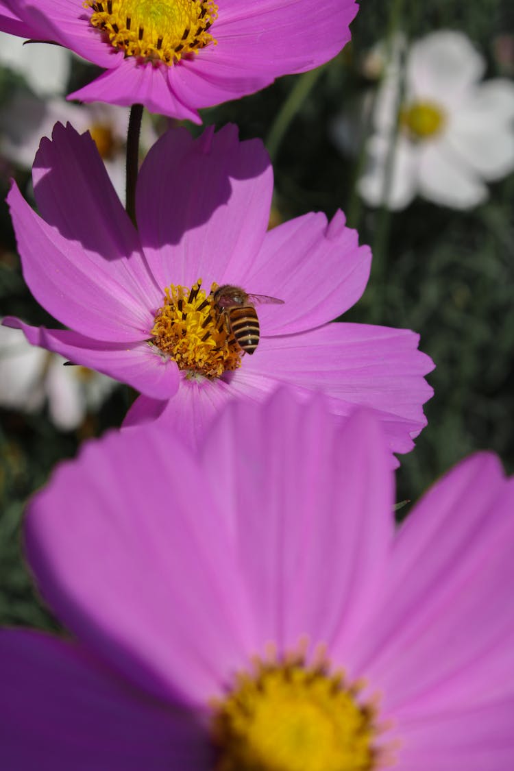 A Bee On A Flower