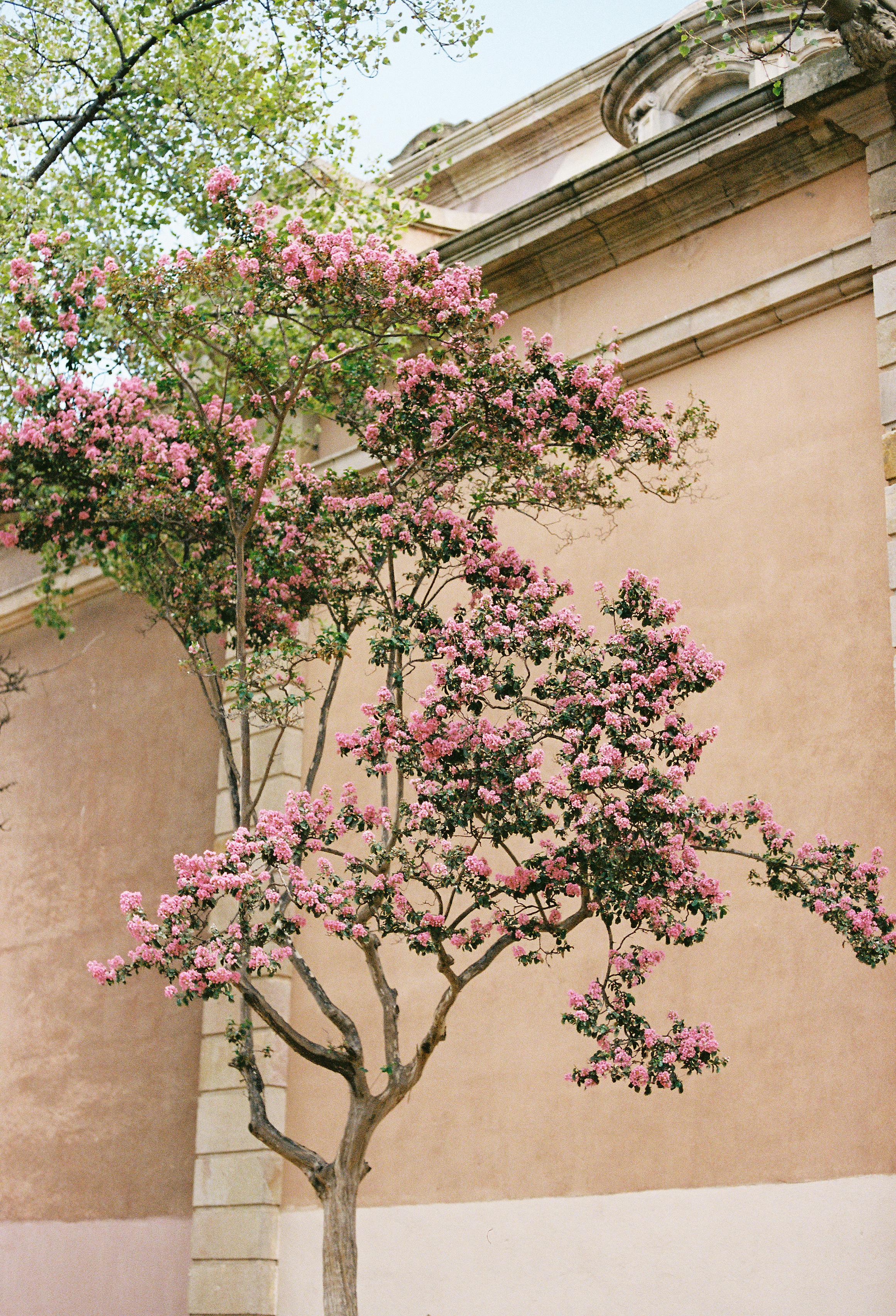 A vibrant pink blossom tree beautifully frames a historic building with warm tones.