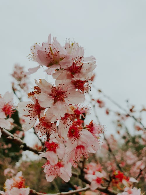 Imagine de stoc gratuită din a închide, flori de cireș, flori roz