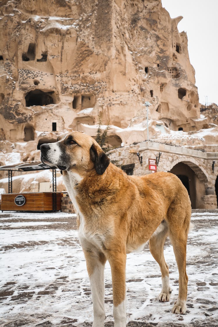 A Dog Standing Outside On The Background Of Geological Formations Of Cappadocia, Turkey 